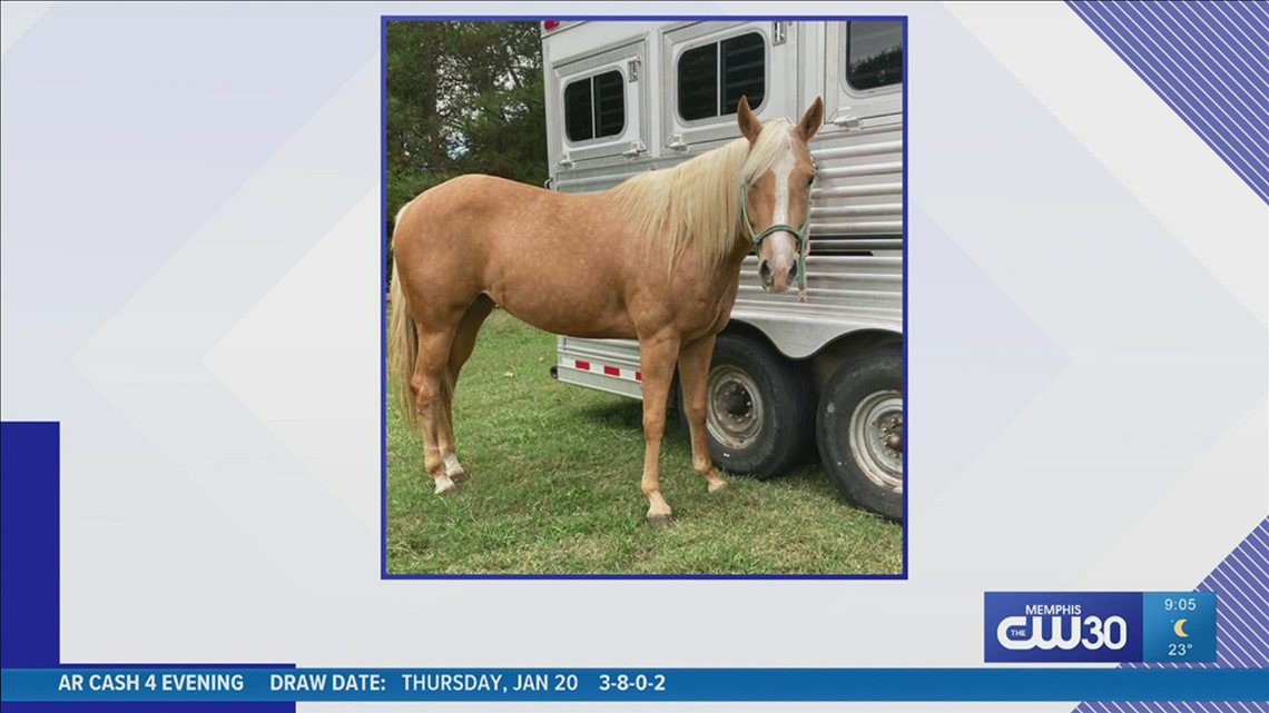 Horse missing after weekend competition at Agricenter ShowPlace Arena found dead