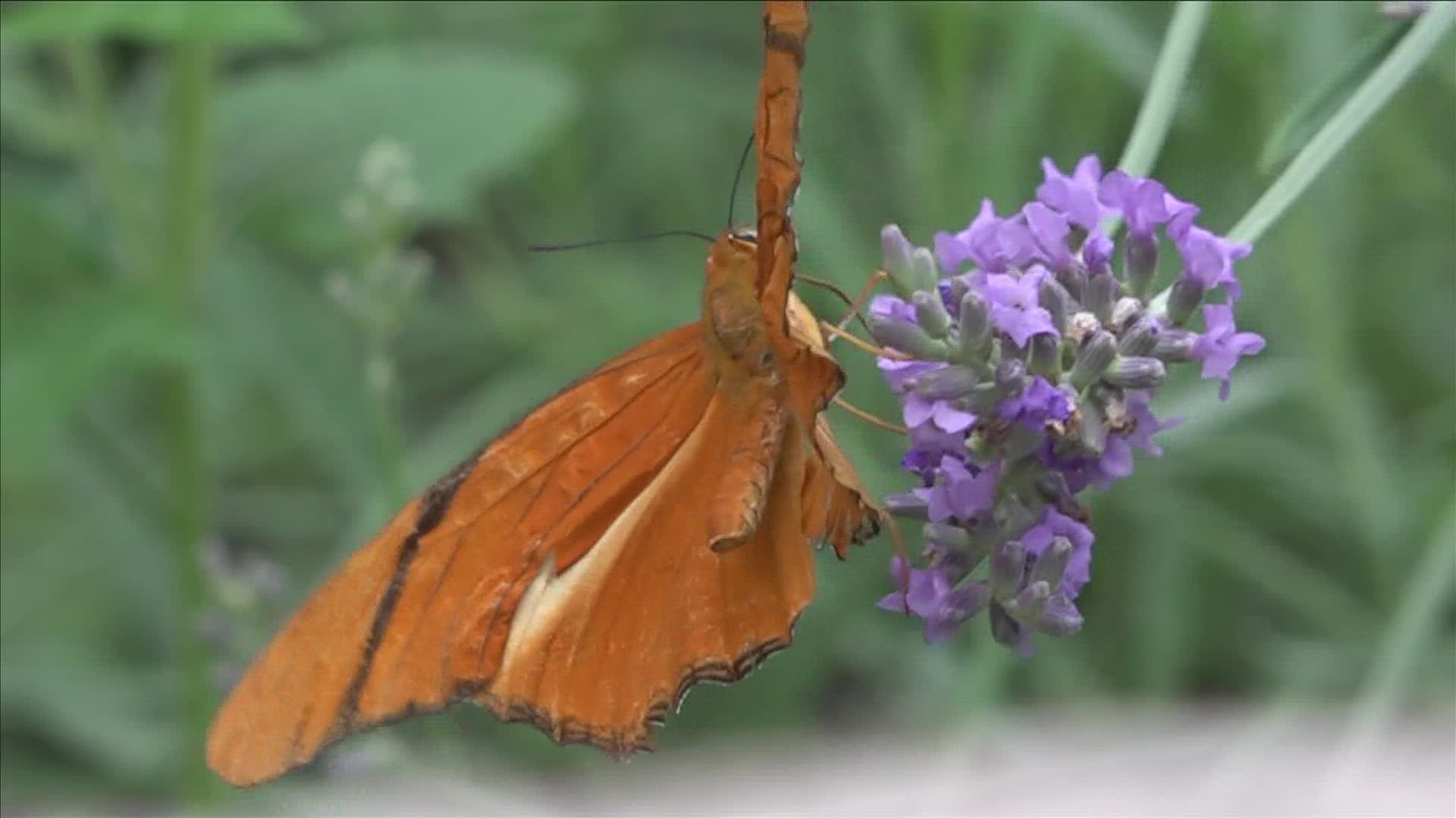 Whether families decide to trek to the Zoo through memorial day weekend (or wait until Tuesday when kids get in free), a new butterfly exhibit is now open.
