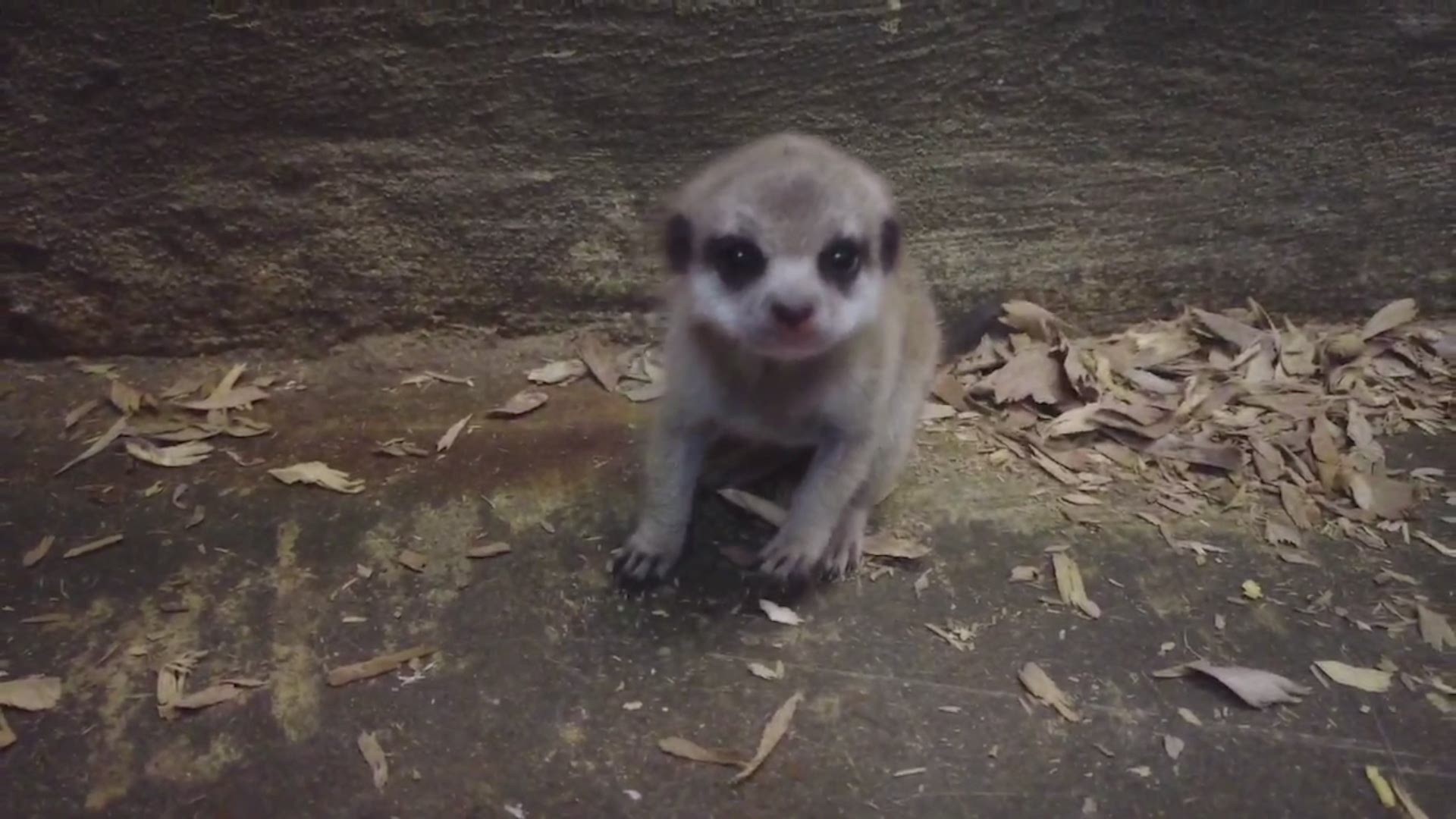 The meerkat pups were born on May 24th to parents Chip and Olivia.