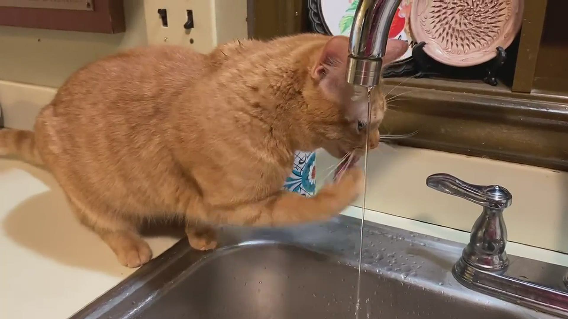 Nala (yes, named from The Lion King), enjoys running water, especially from sinks and bath tubs
Credit: Ish Bardos