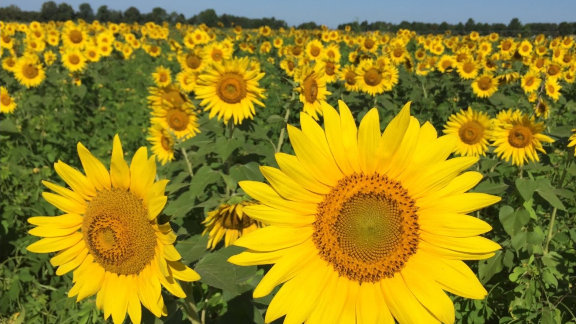 Sunflower field in bloom, Agricenter International, east Memphis