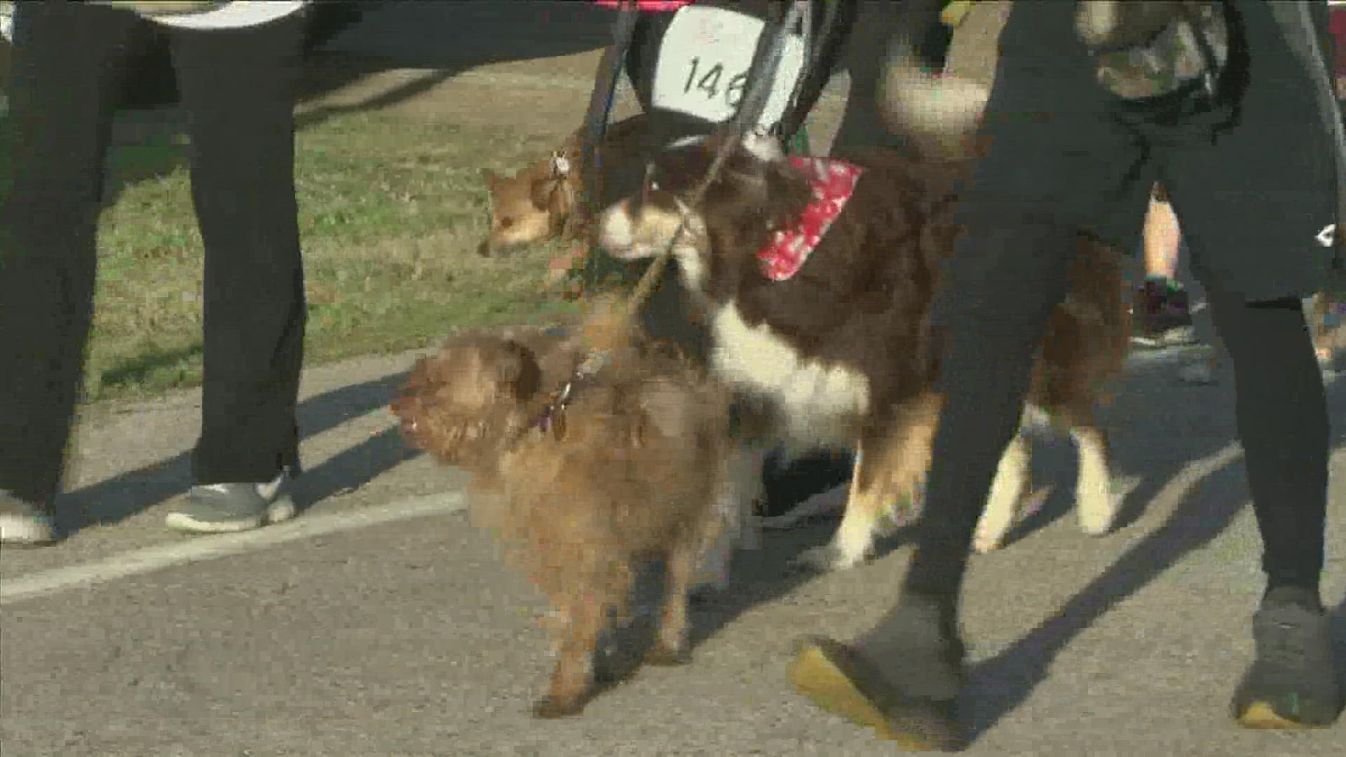 The Humane Society of Memphis and Shelby County said it’s the only certified 5K in Shelby County where dogs are invited to join in for the big race.