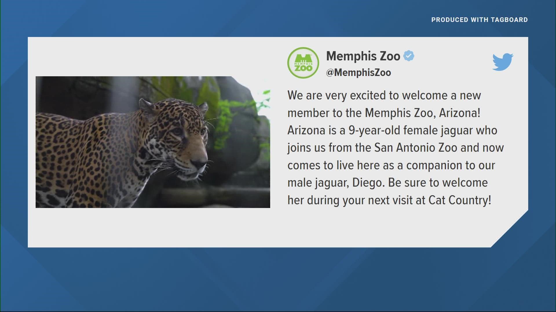 Arizona is a 9-year-old female jaguar and joins male jaguar Diego in Memphis.