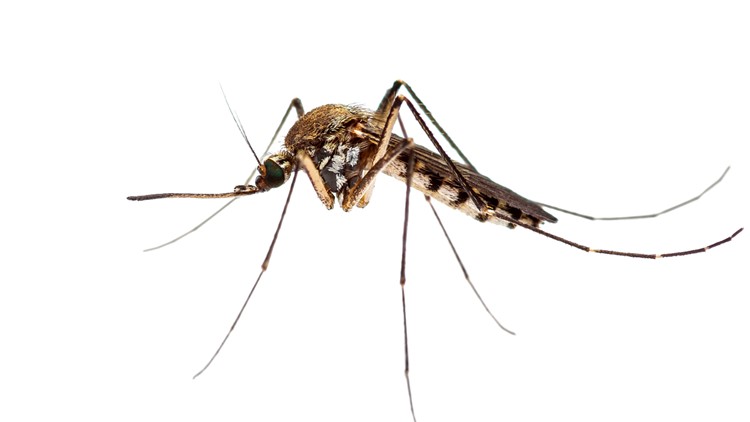 As if 2020 hasn’t stunk enough already, mosquitoes with West Nile virus found in 20 Memphis zip codes