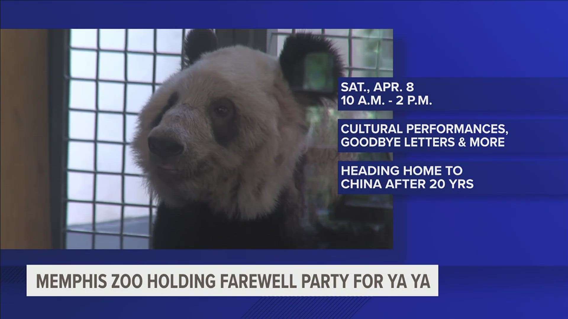 The Memphis Zoo wants you to help say goodbye to Ya Ya the giant panda on her way back to China