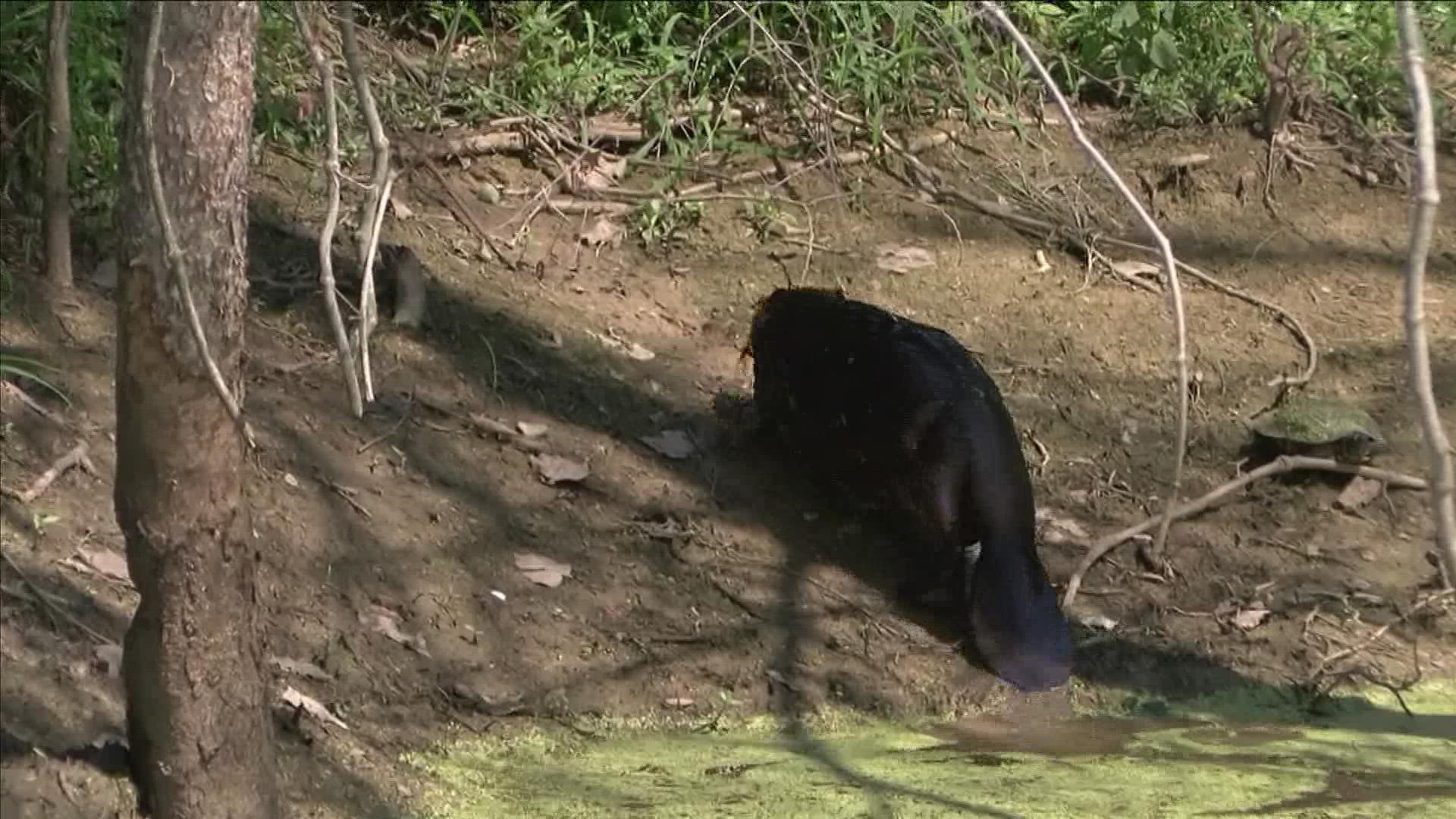 Golfers at "The Links" aren't the only ones enjoying the course this summer.