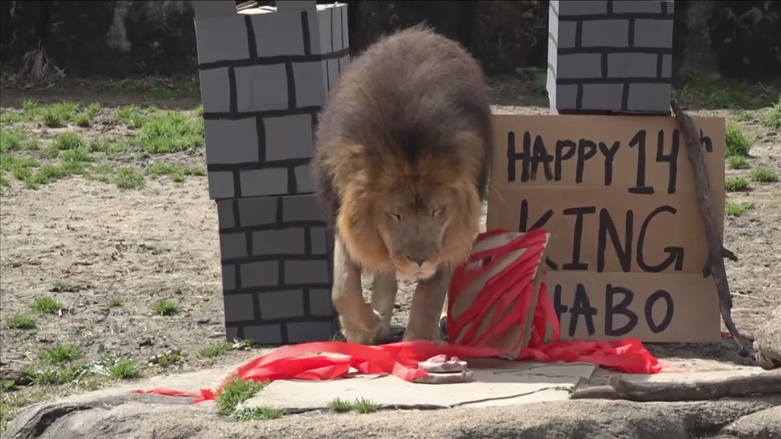 It was a Happy 14th Birthday celebration for Memphis Zoo's Thabo
