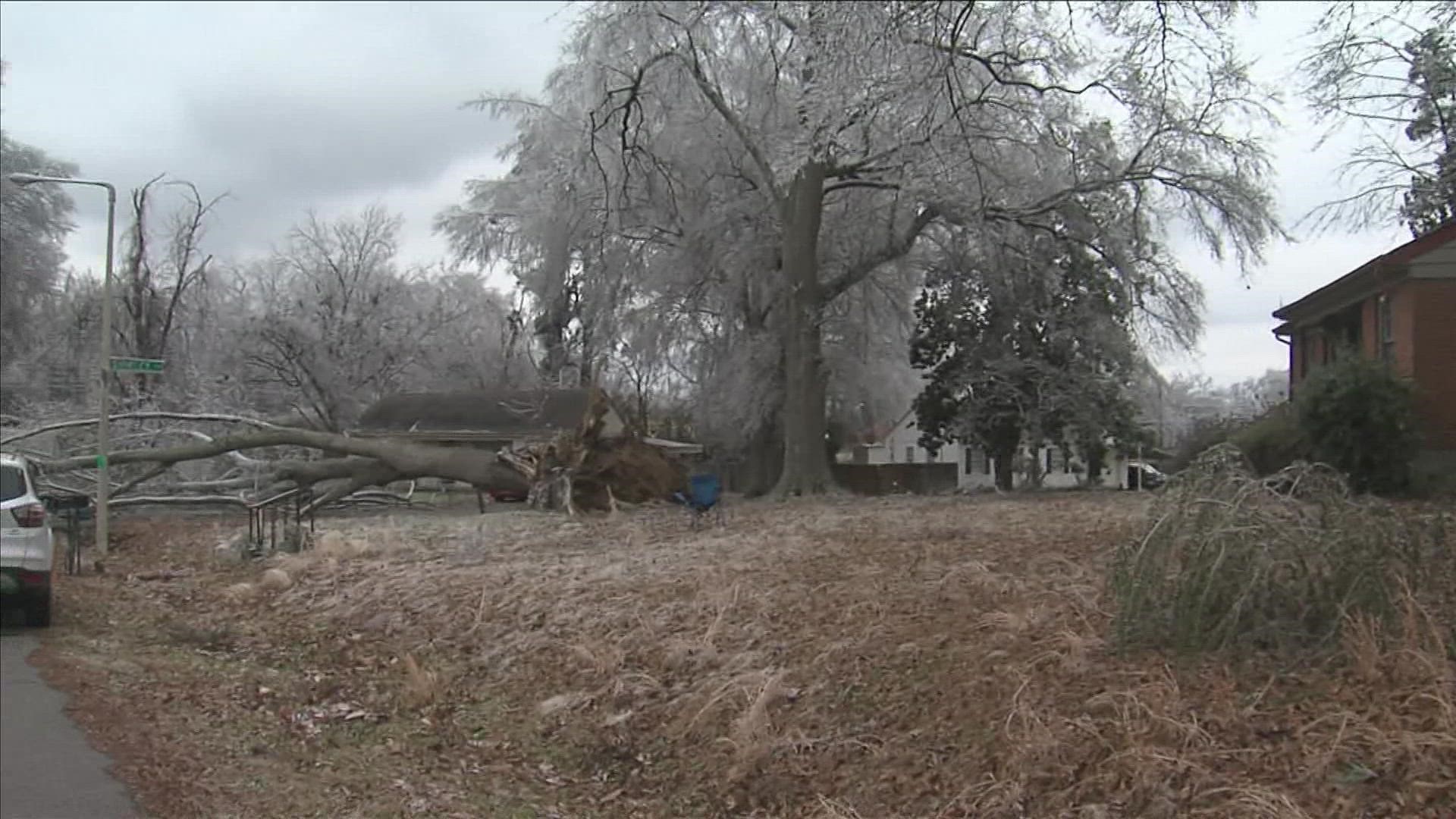 In Whitehaven, a homeowner said she’s counting her blessings after a tree missed her home and fell across a road.