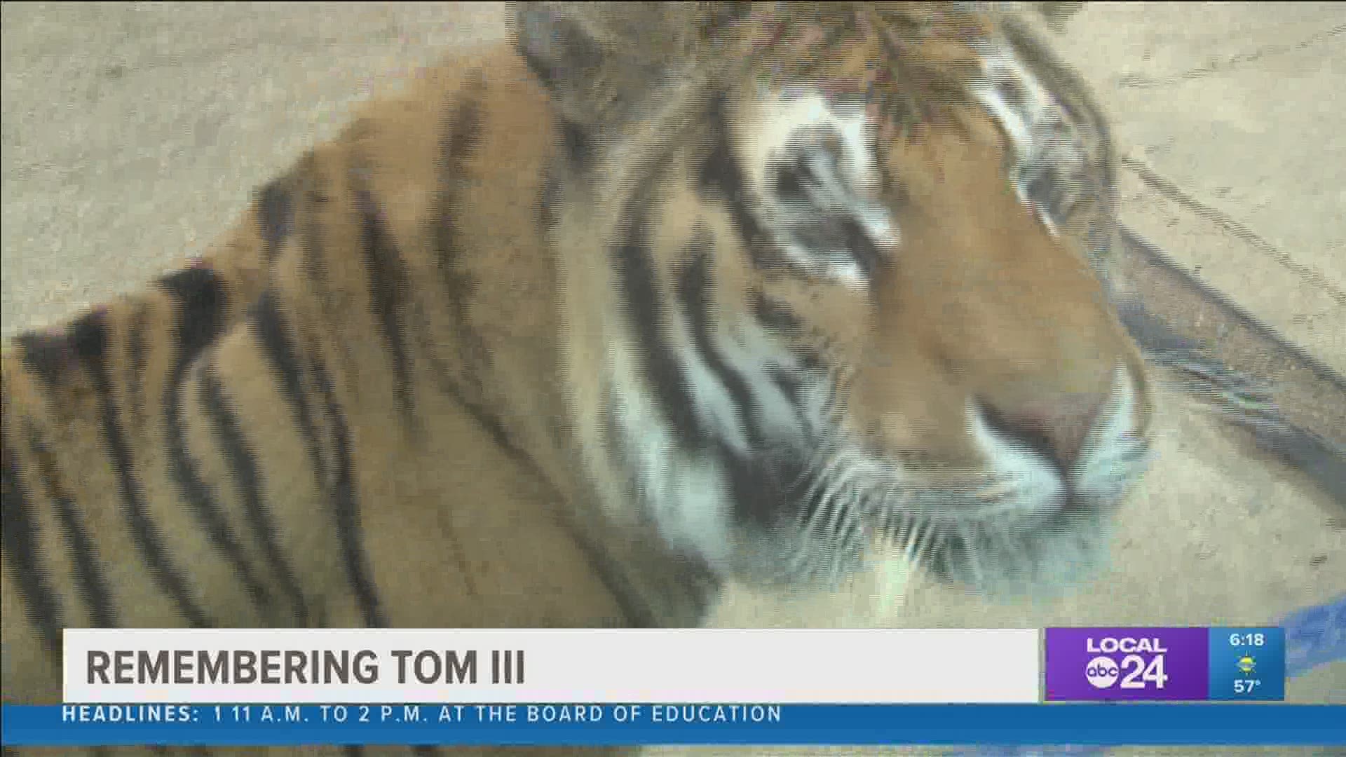 The U of M's tiger mascot TOM dies at age 12 - Memphis Local