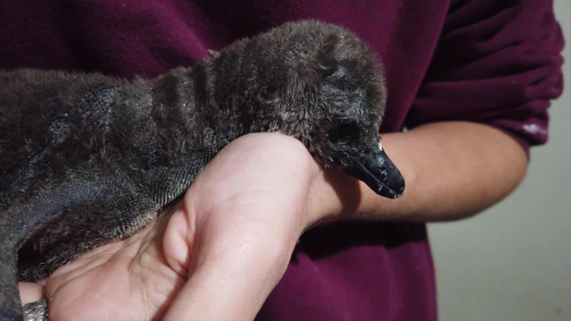 CUTE! Memphis Zoo announces birth of African penguin chicks - Video courtesy of Memphis Zoo