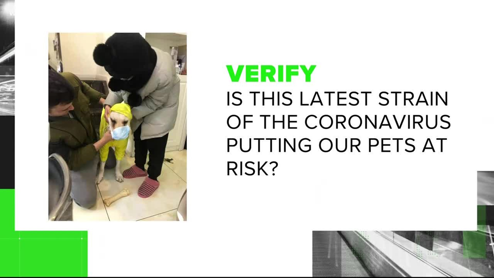 VERIFY: Are our pets at risk of getting the latest strain of coronavirus? - Courtesy TEGNA