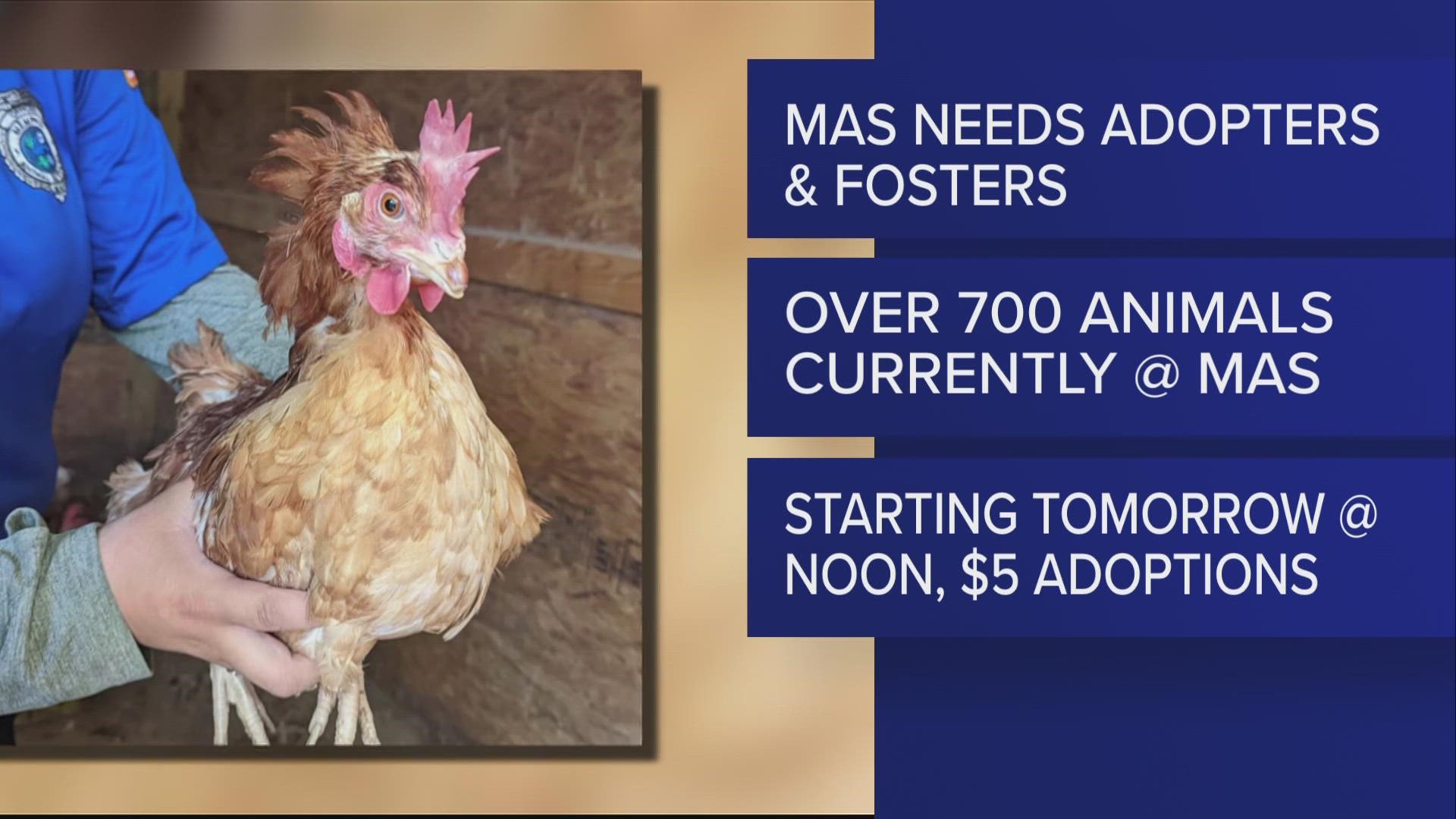 MAS is looking for adopters for more than 1,000 animals in its care.