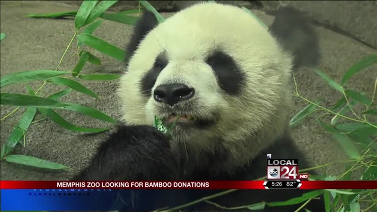 Memphis Zoo Seeking Bamboo For Giant Pandas