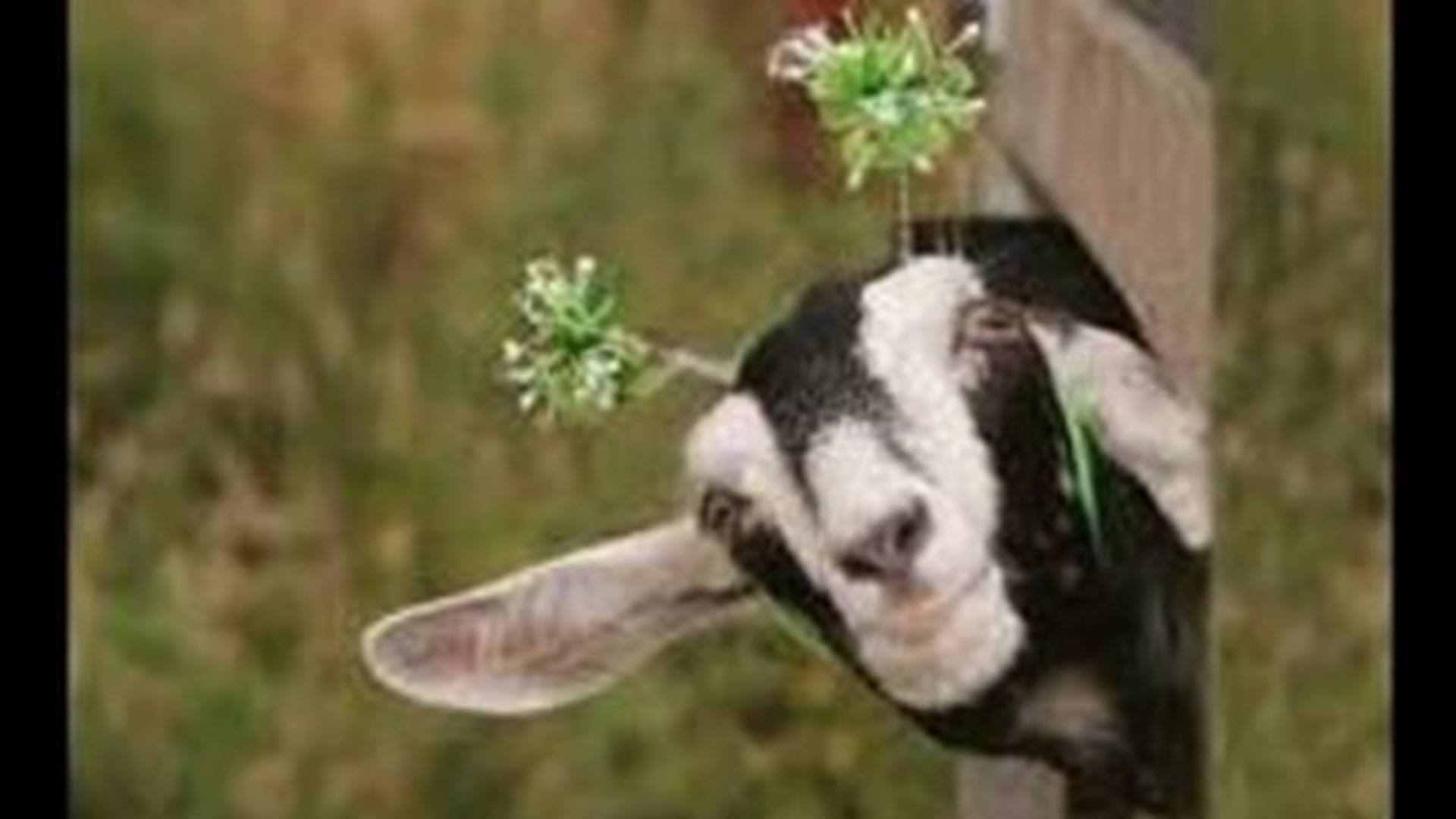 Millington Prepares For 27th Annual International Goat Days Family Fun