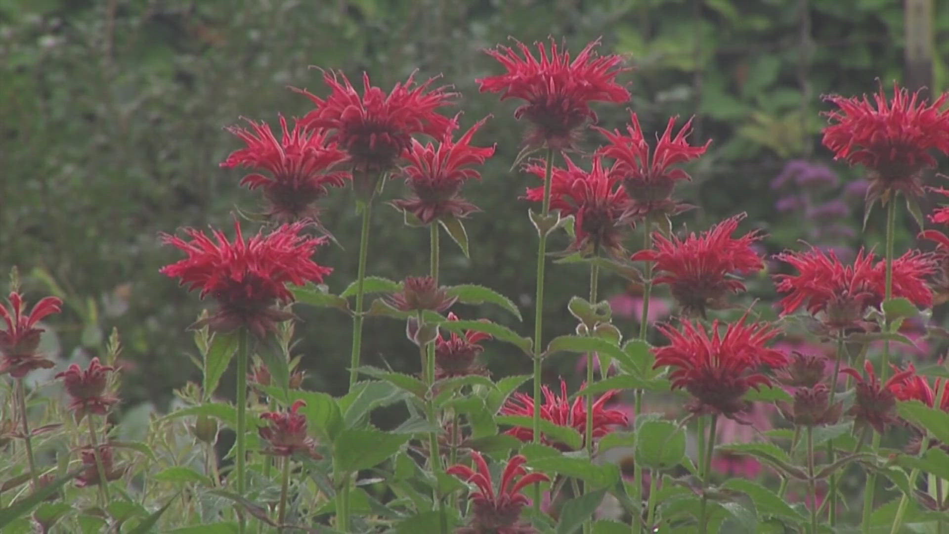 New Hope Christian Academy's garden is inspiring kids to let nature be their classroom.