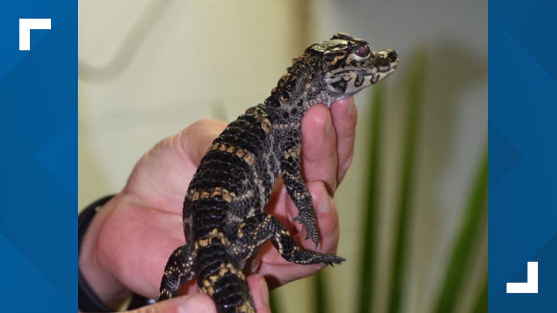 Memphis Zoo welcomes baby Chinese alligators Bonnie and Clyde - Vimarsana News