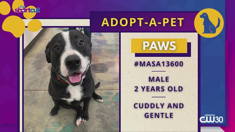 Meet Paws from Memphis Animal Services (MAS) and other news!