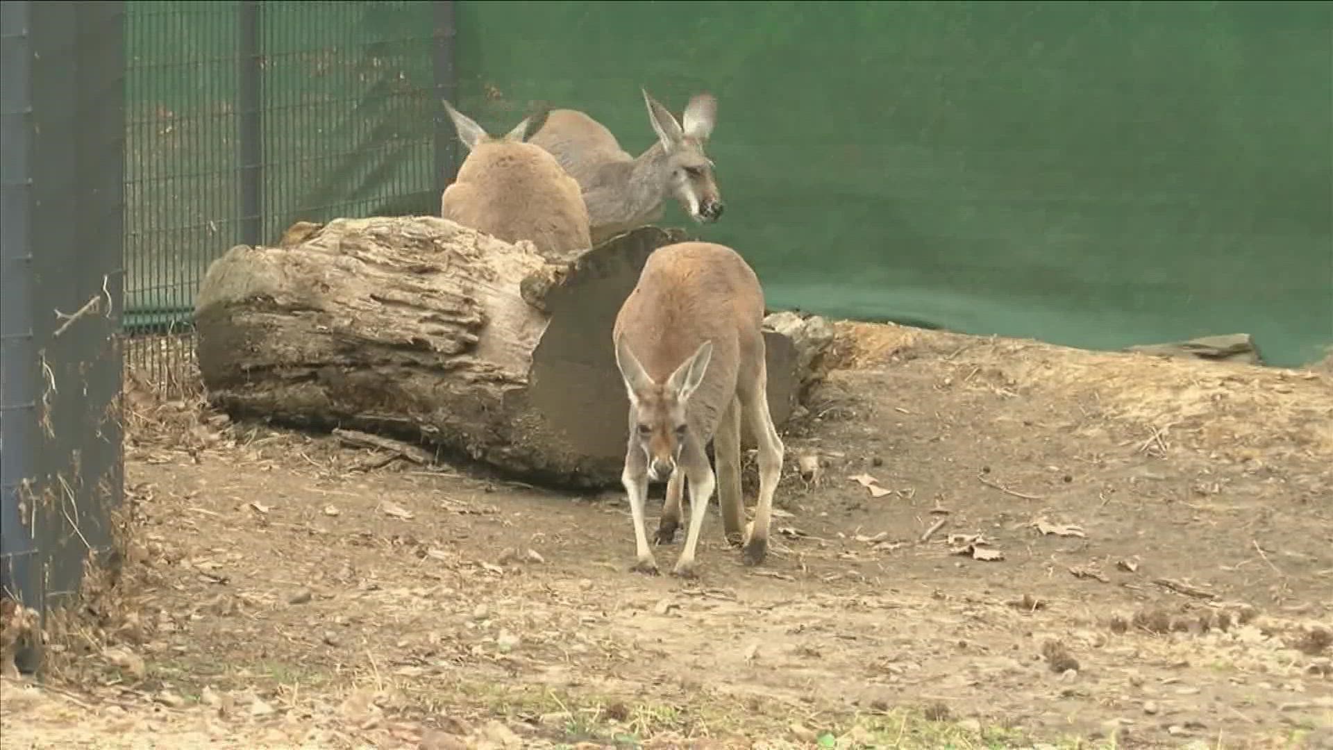 Wallaby missing from Memphis Zoo has been found 