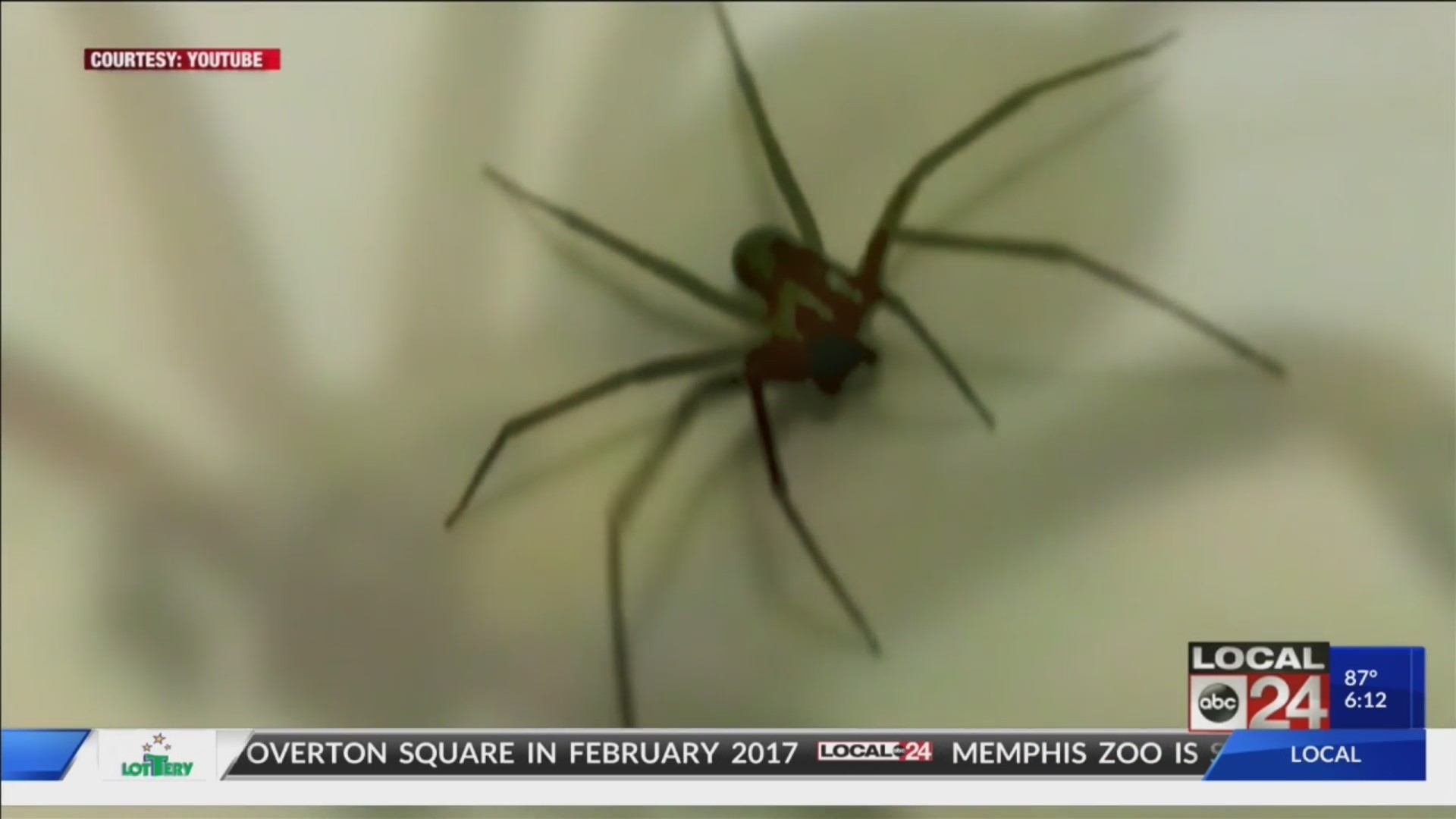 It's brown recluse spider season: Warning from Mid-South teen who took months to recover from bite