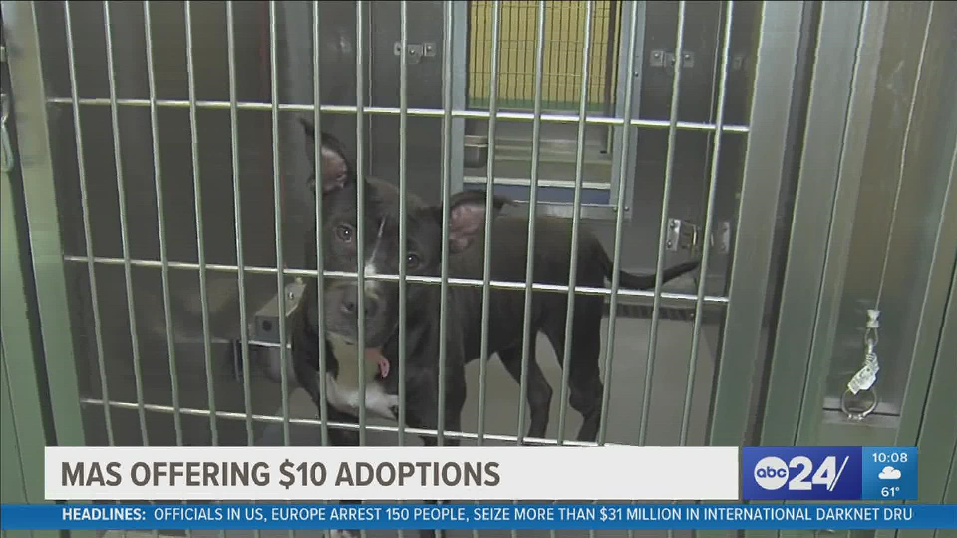 Memphis Animal Services said it has about 300 animals onsite at the shelter and another 250 in foster homes.