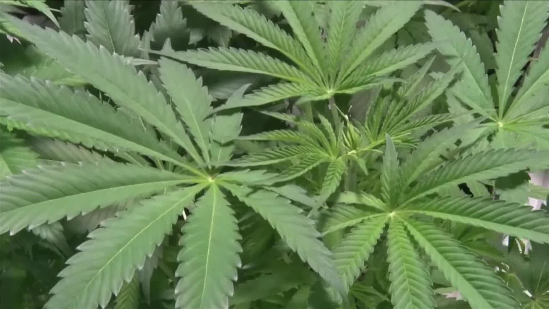 Despite failing on election night, some Arkansas leaders say the measure to legalize recreational marijuana in the state might come back in the future.
