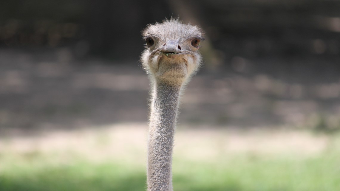 Memphis Zoo, pandas, lions, tigers, bears, giraffes, elephants - Vimarsana News