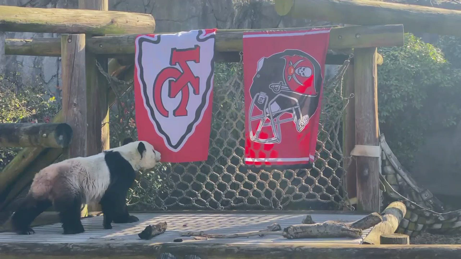 Giant panda and Memphis Zoo resident Le Le made his selection for Super Bowl LV Friday.