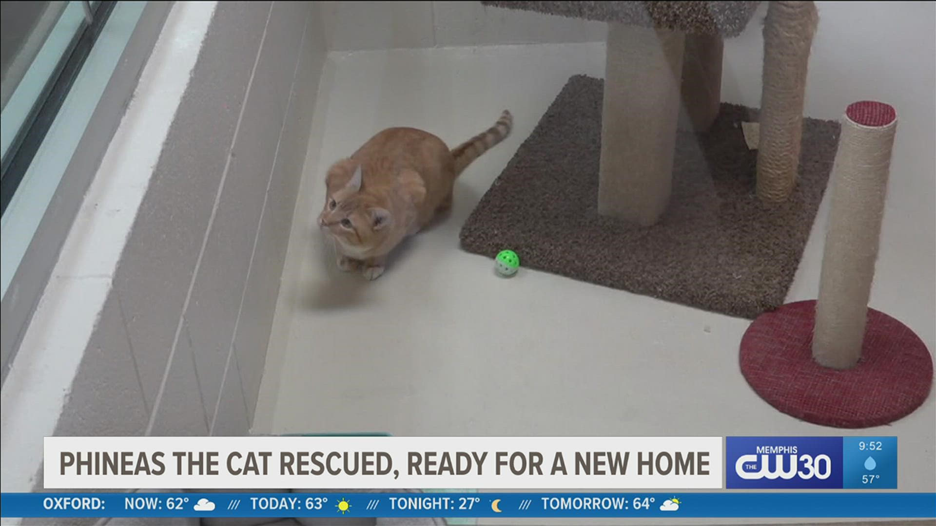 Phineas the cat is ready to love a new family and looking for a fur-ever home.