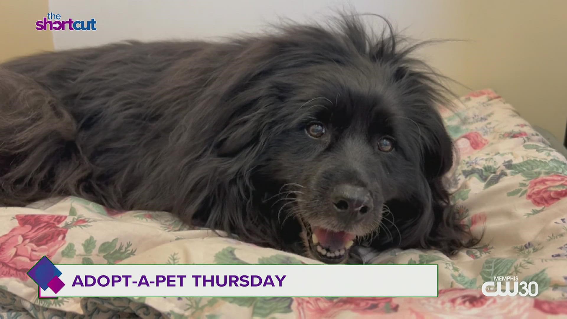 Looking to adopt an adorable, sweet and calm dog? Meet Lassie from Memphis Animal Services (MAS) right here on "The Shortcut"! Featuring director Katie Pemberton!