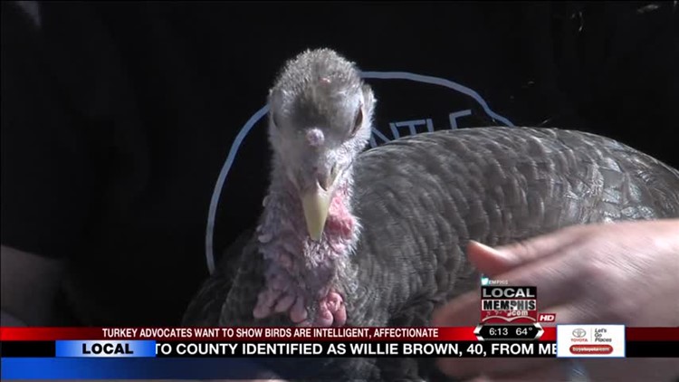 Turkey Visits National Civil Rights Museum For Animal Cruelty Prevention  Month 