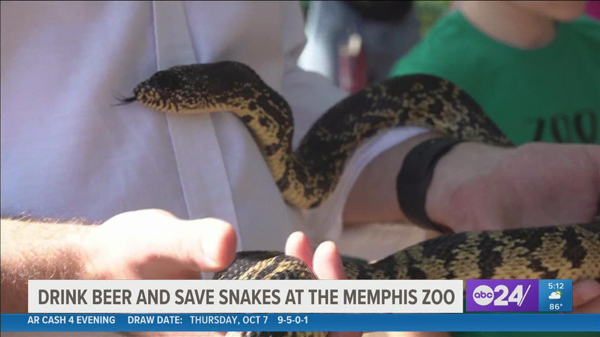 Proceeds from the sale of each can of Zoo Brew go directly to the Memphis Zoo’s Pine Snake Conservation Program. It's sold only at the Zoo.