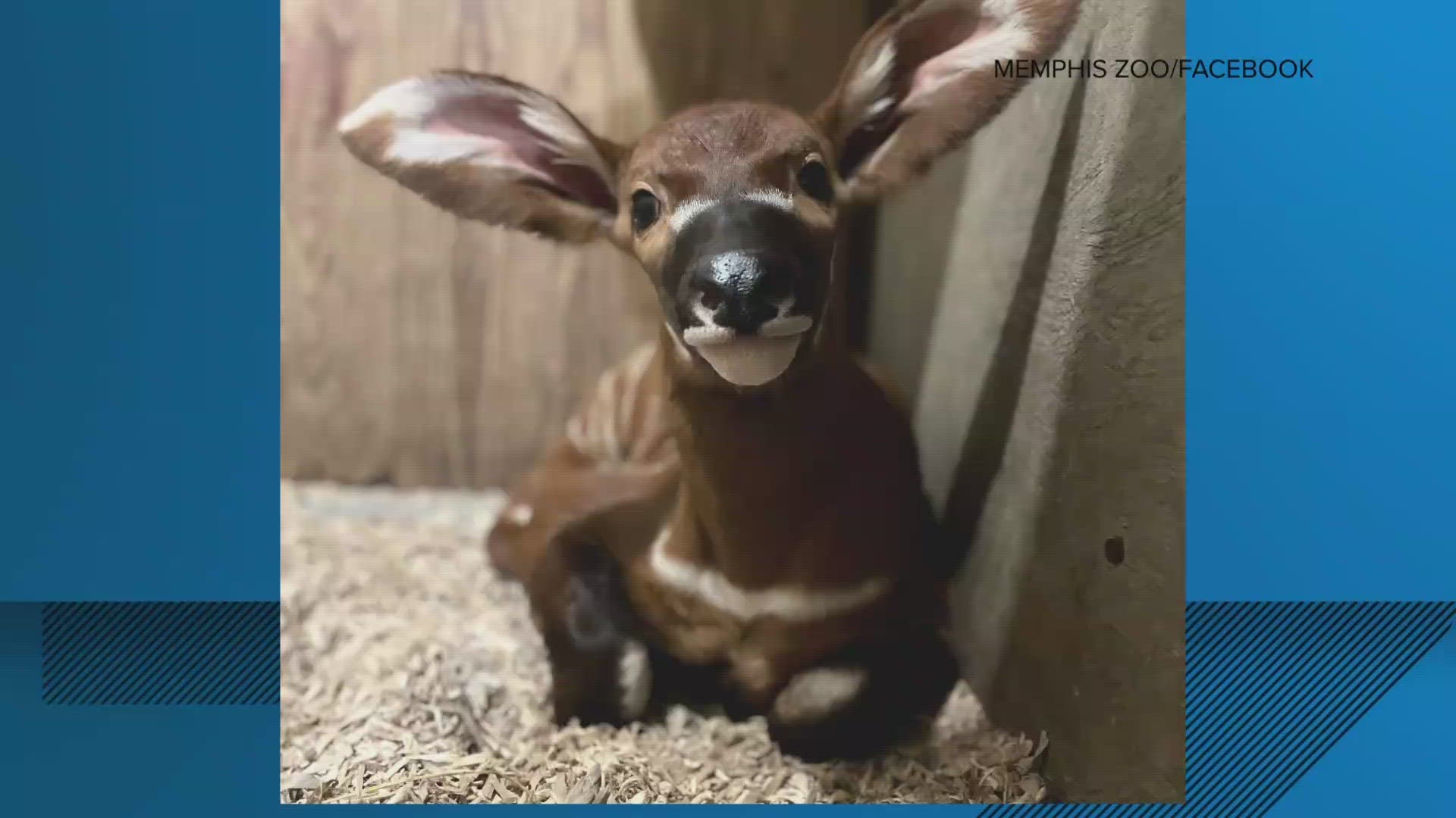 The zoo said baby bongo Birch was born Wednesday, April 26, to parents Cara and Franklin.
