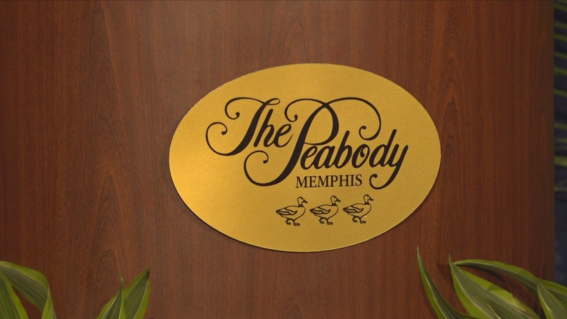 A historic hotel in Memphis celebrated its anniversary in September 2024. This year marks 155 years since the Peabody Hotel opened in the Bluff City.