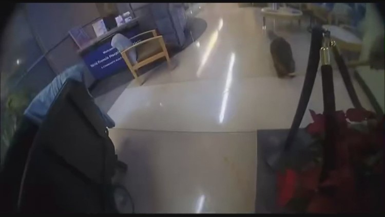 WATCH: Police release video of beaver capture at Tennessee hospital