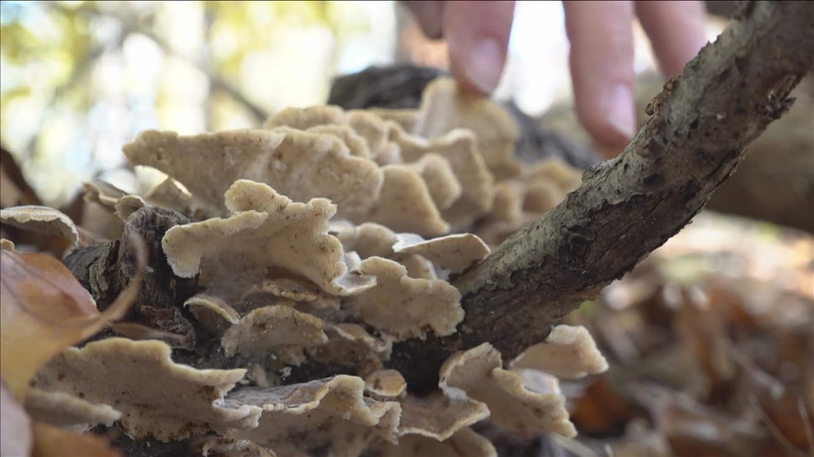 Memphis man takes us foraging for mushrooms in the wild
