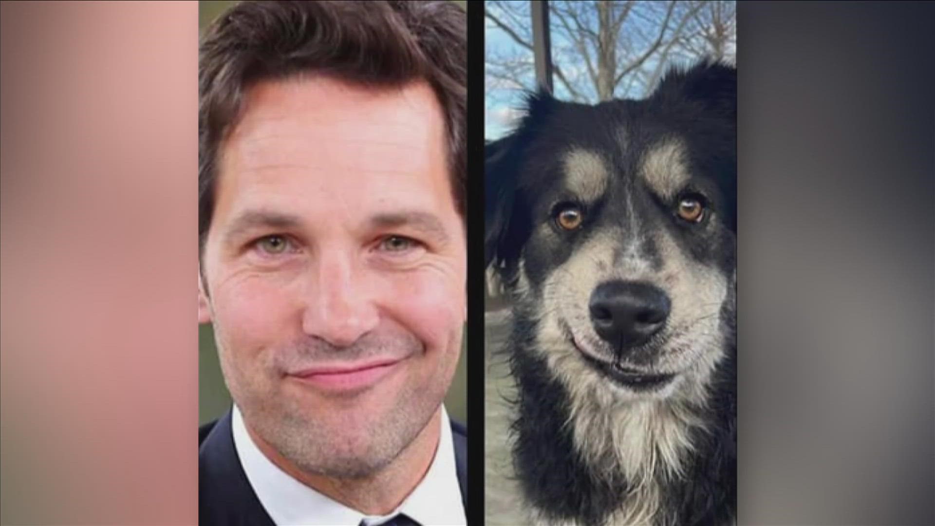 After going viral for a resemblance to “Ant-Man” star Paul Rudd, a dog at The Collierville Animal Shelter has a new home.