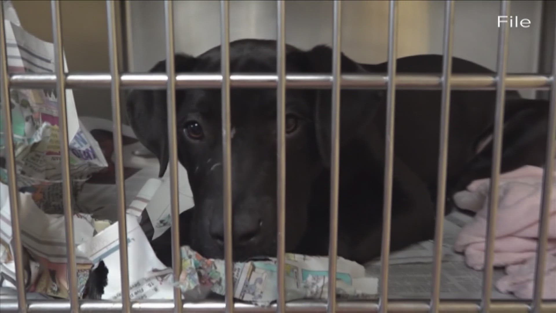 MAS is offering just a $10 adoption fee — down from fees that can typically get as high as $80.