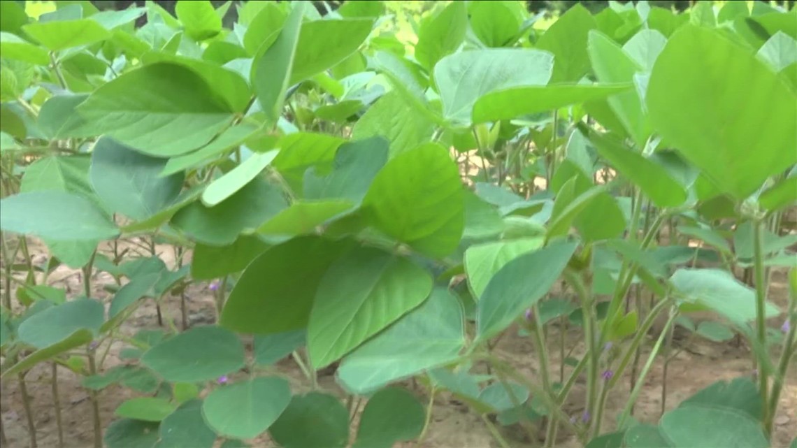 Black Farmers Association has free conference for Blue Oval City - Vimarsana News