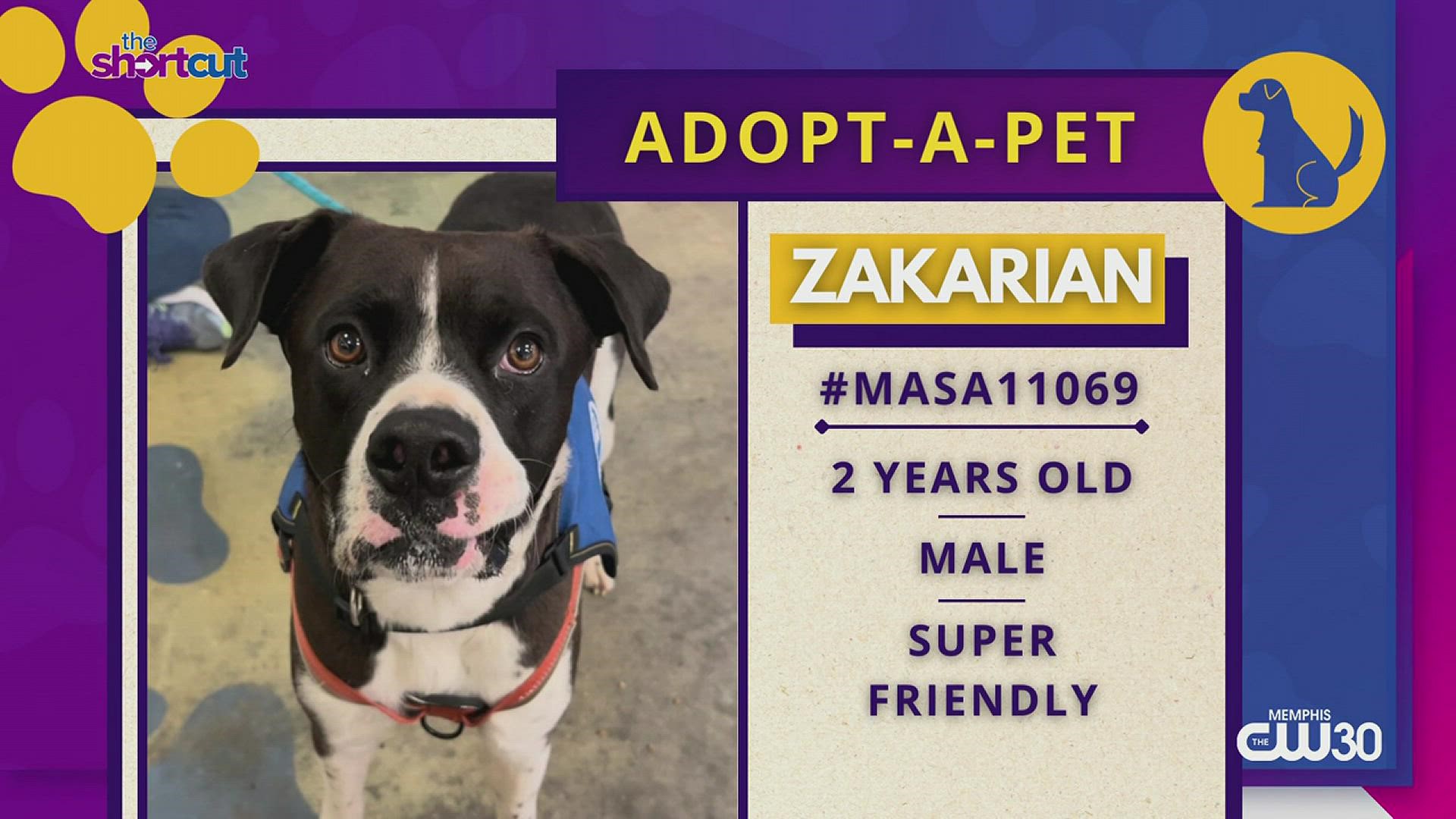 If you're looking for the ultimate Netflix and chill sort of dog at Memphis Animal Services, then meet Zakarian "Zeke!" He's a super calm, well-behaved dog.