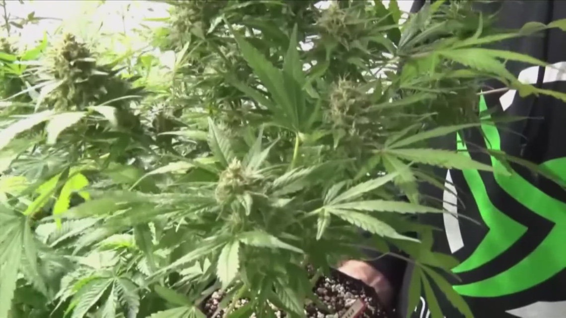 When will Tennessee legalize medical marijuana? | localmemphis.com
