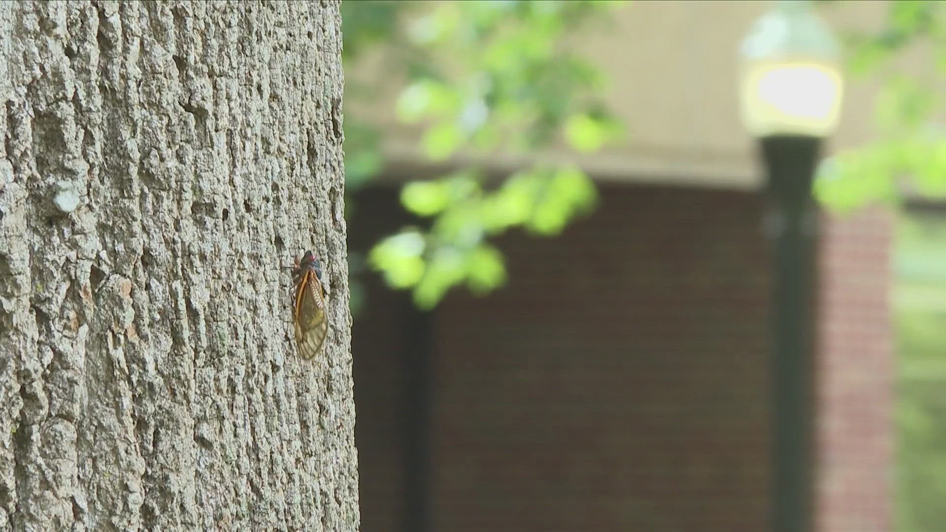The noise that cicadas emit reach 80 to 100 decibels.
