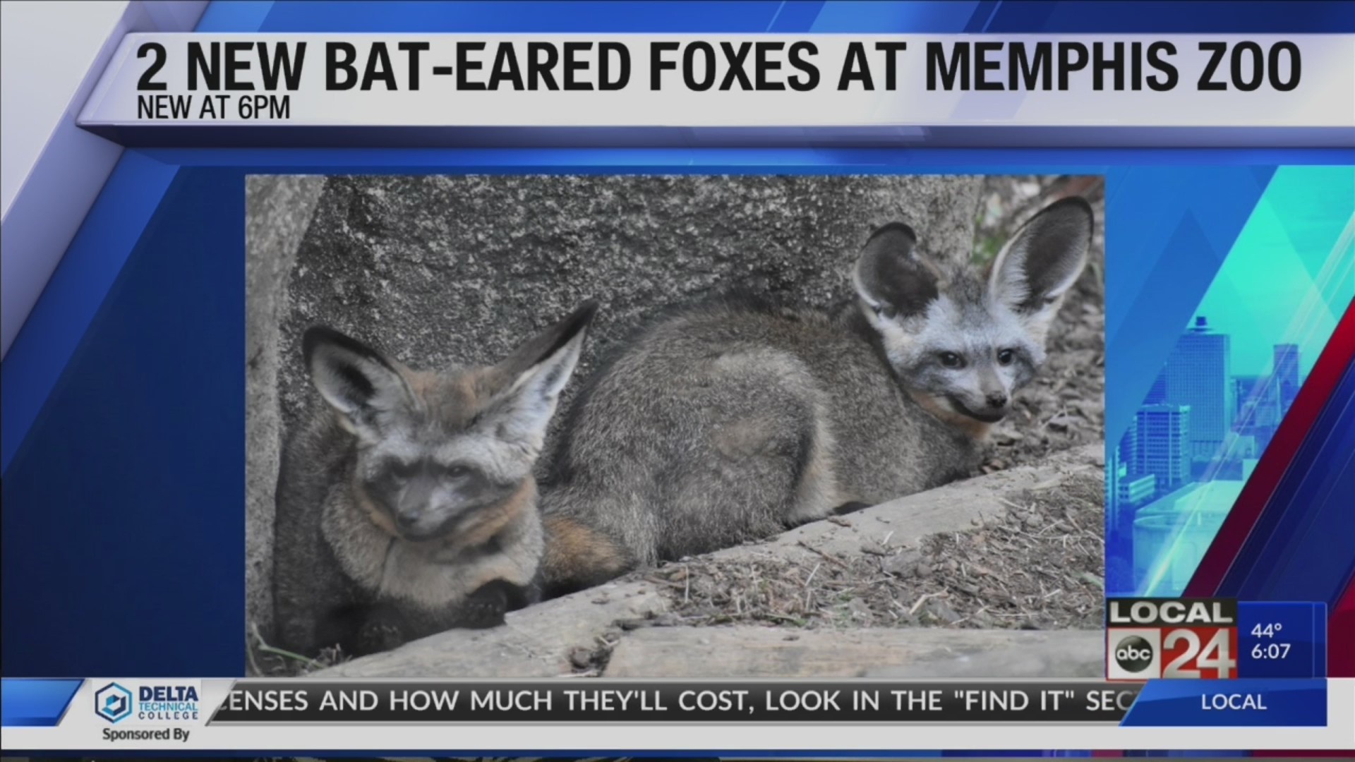 Memphis Zoo adds two Bat-Eared Foxes