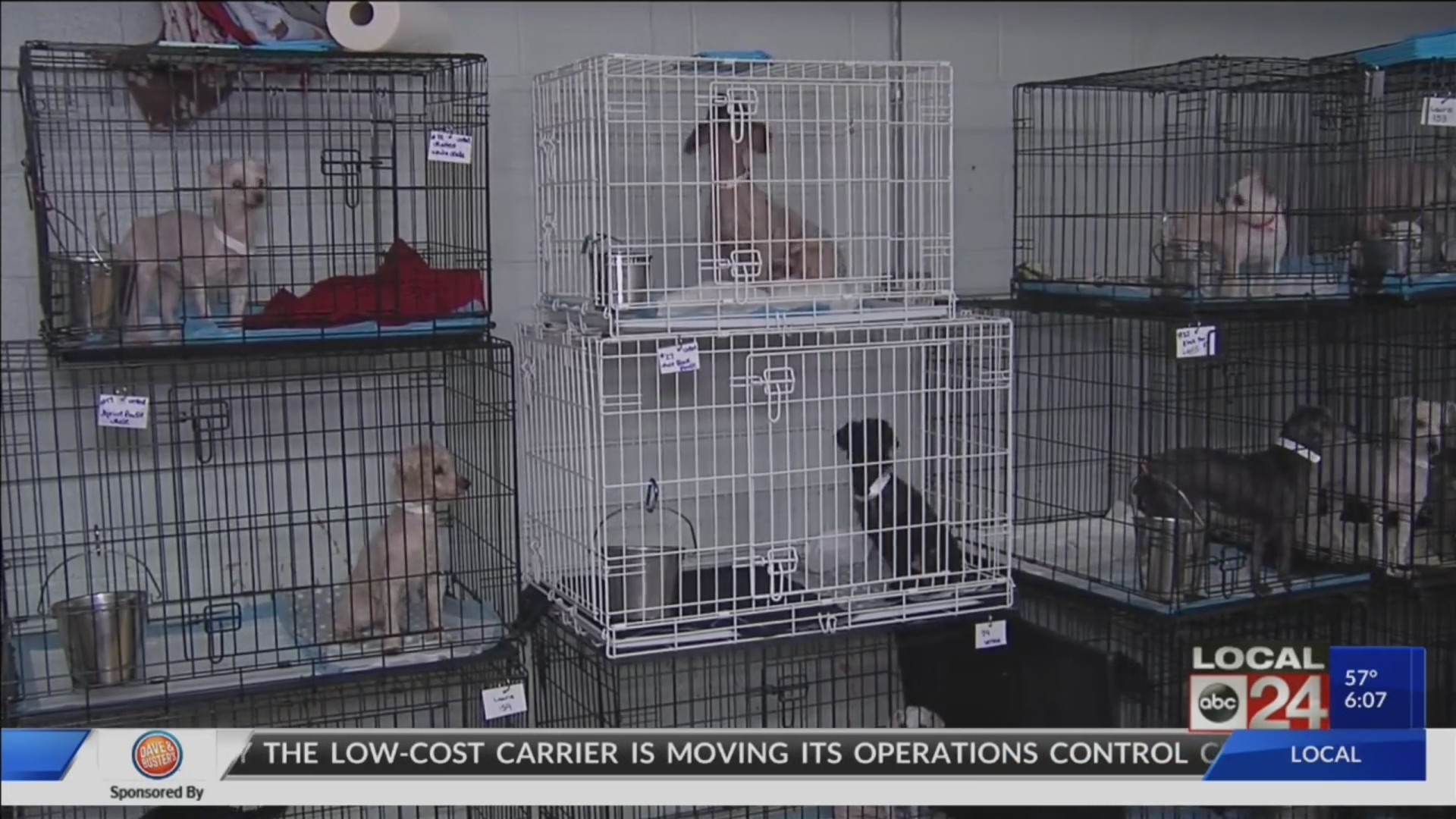 Animals rescued from a suspected MS puppy mill are improving, preparing for adoption