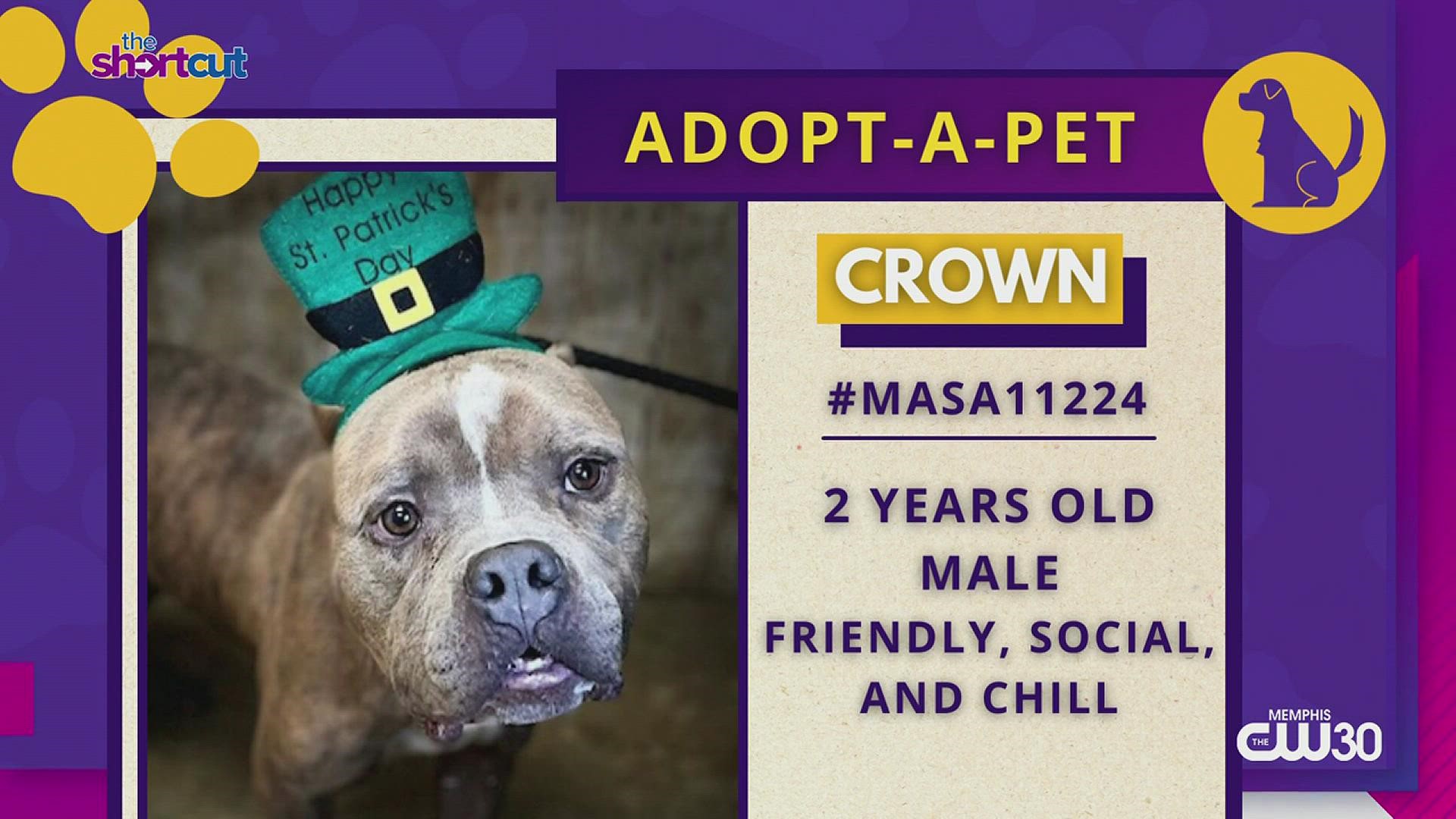 Looking to adopt or foster a sweet fur baby from Memphis Animal Services (MAS)? In that case, meet Crown, a sweet, sociable, calm dog right here on "The Shortcut!"