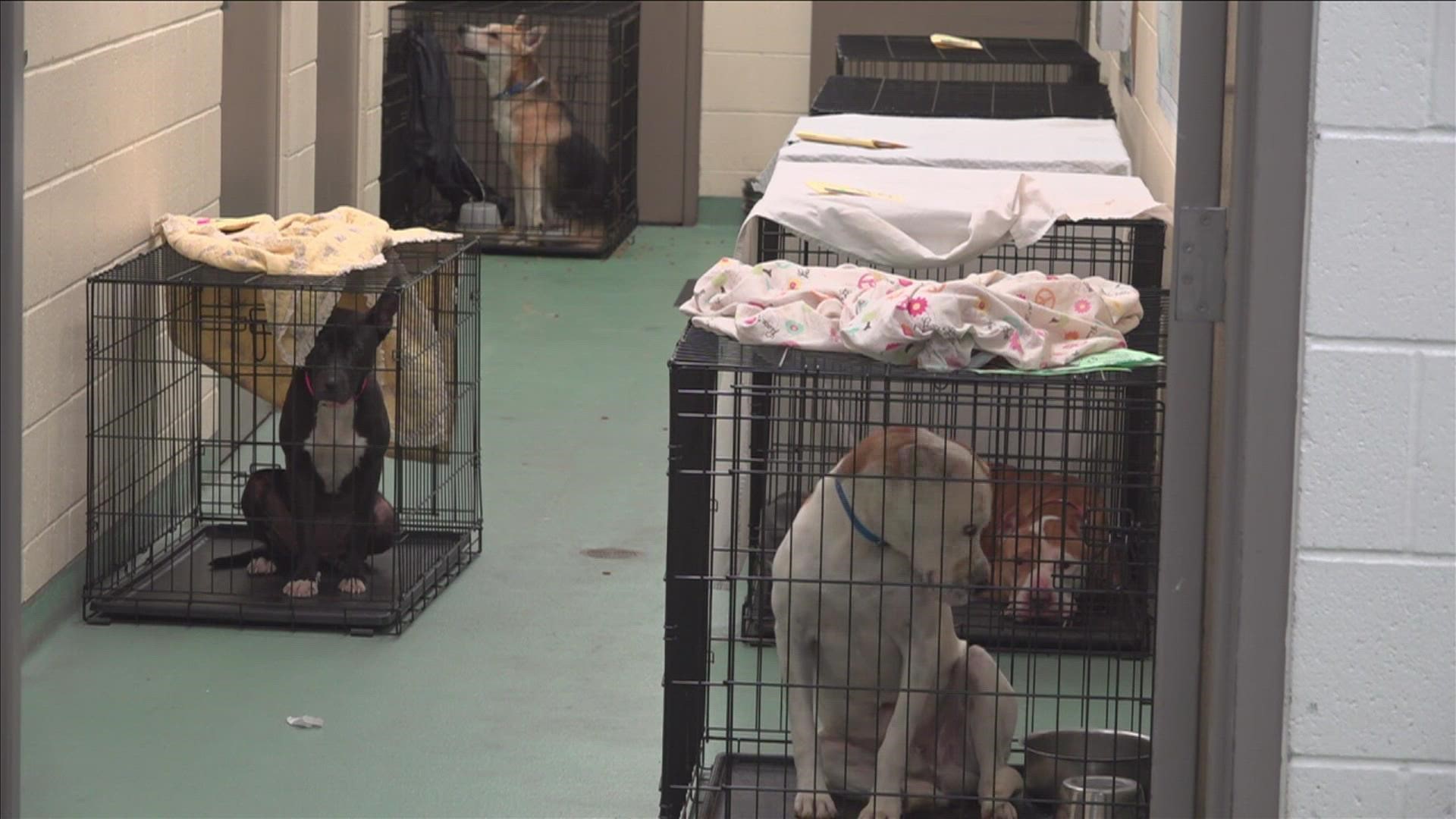 Memphis Animal Shelter asks for more people to foster and adopt |  