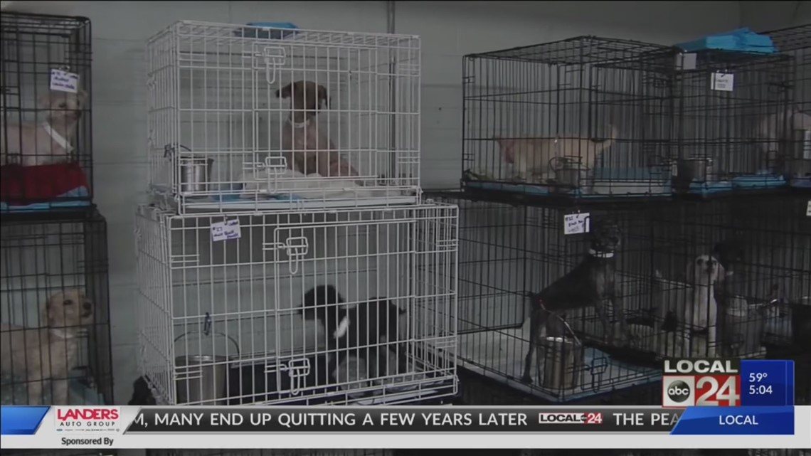 happy tails puppies puppy mill