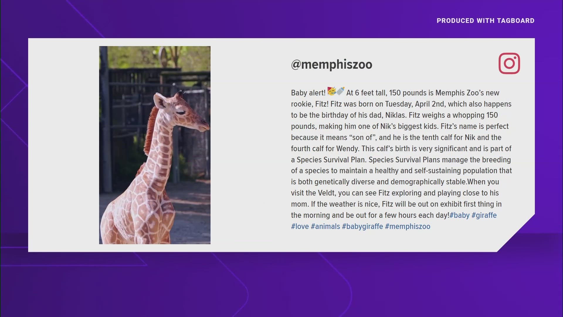 Coming in at 6 feet tall, 150 pounds is Memphis Zoo’s new rookie, Fitz. The giraffe was born on Tuesday, April 2nd, which also happens to be his dad Niklas’ birthday