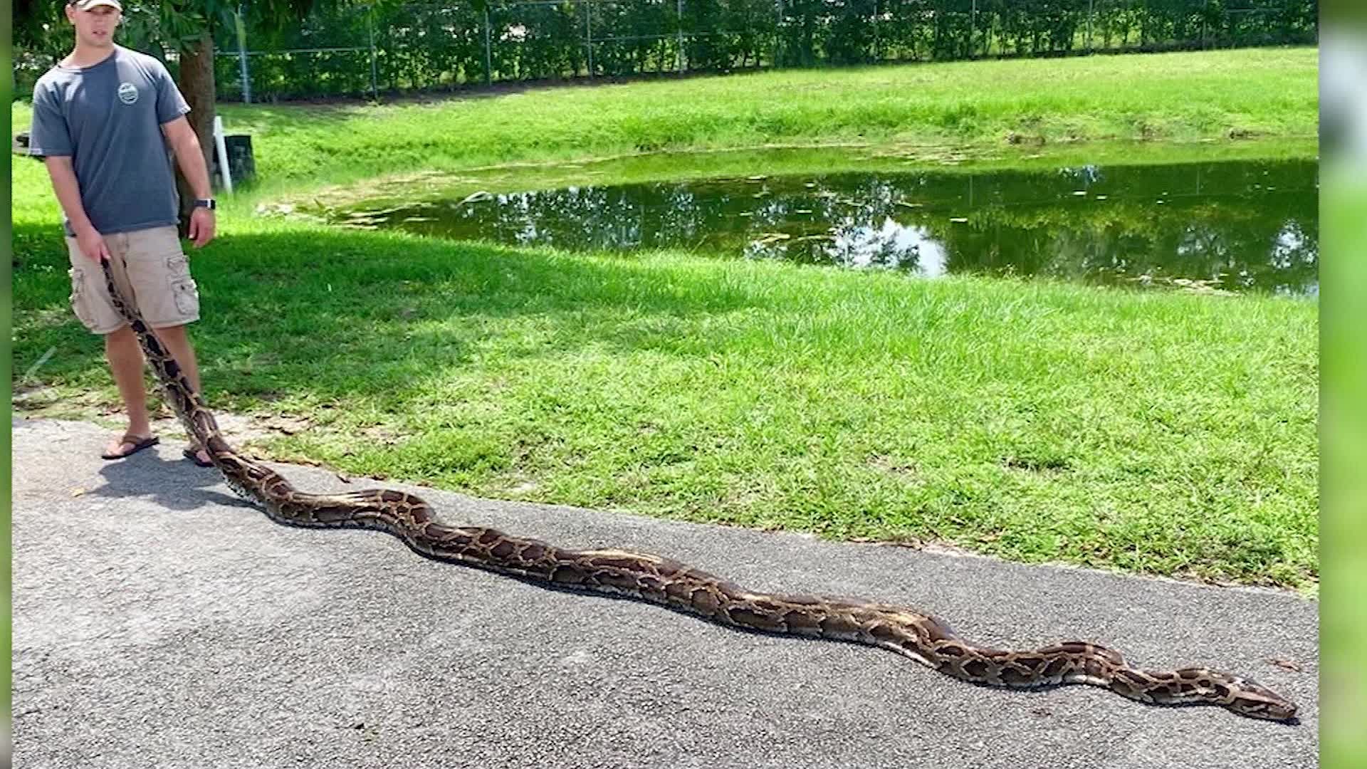 Nearly 18-foot python captured in Florida