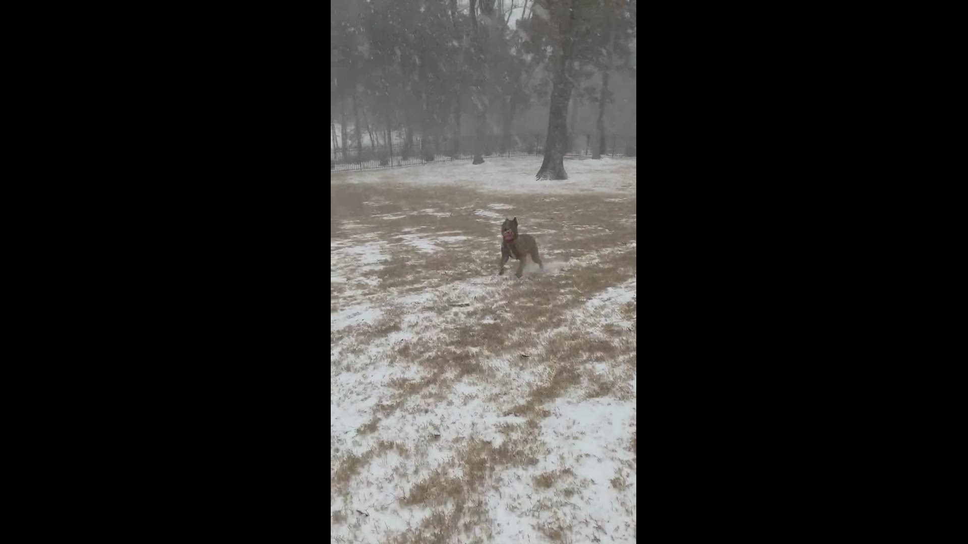 Freight the Cane Corso having fun in the snow - Olive Branch, MS
Credit: Rebekah Olsen