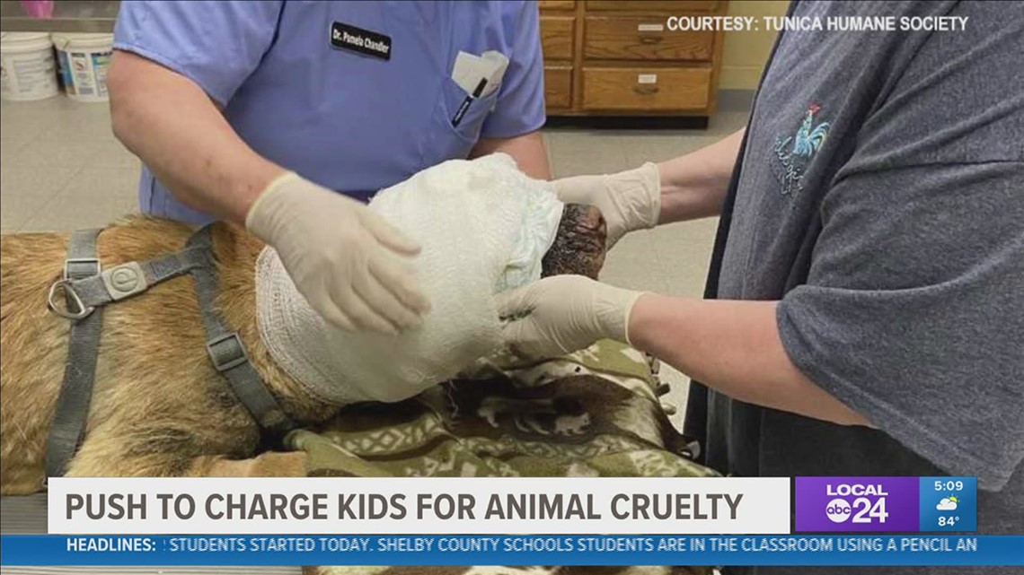 Mississippi sheriff wants law to change after dog tortured - Vimarsana News